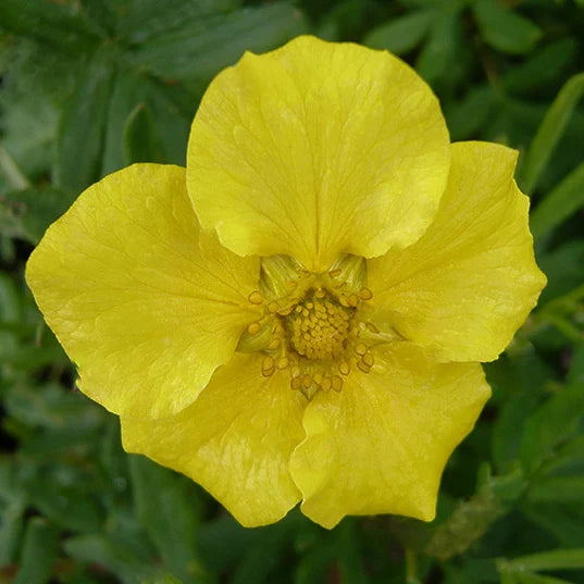 Potentille 'Jackmanii' (Potentilla fruticosa 'Jackmanii')