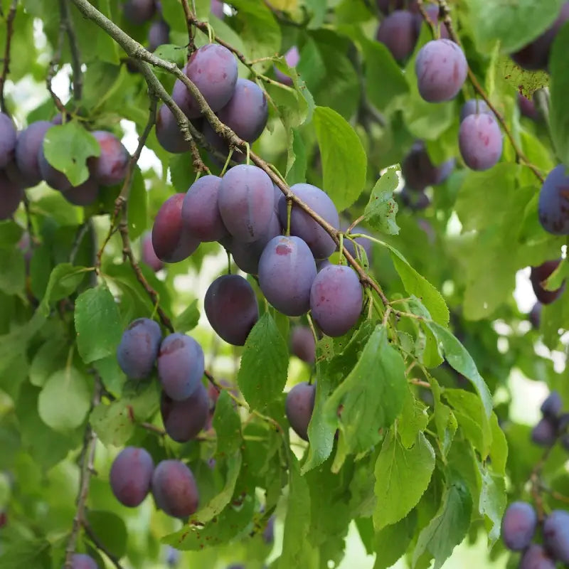 prune quetsche d'Alsace