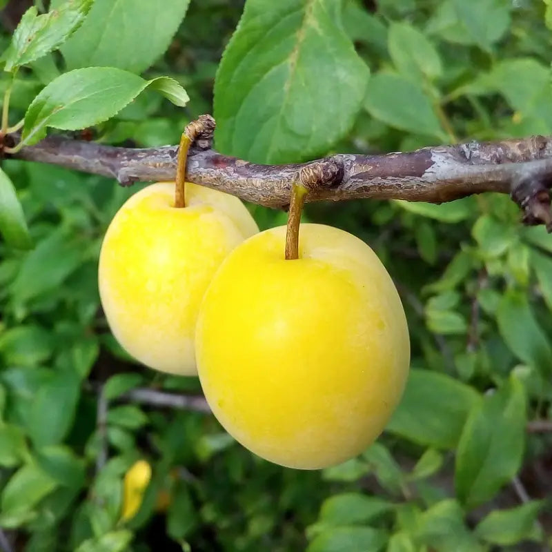 prune reine claude oullins