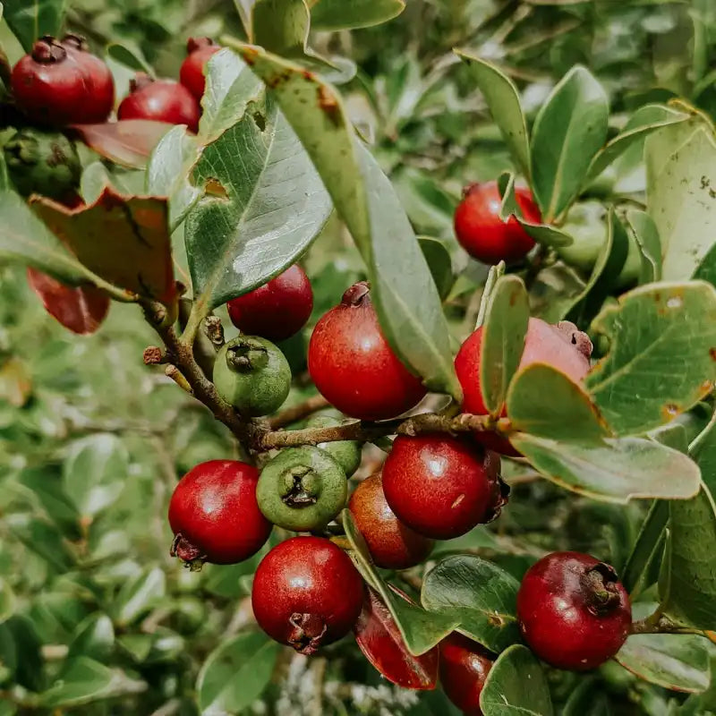 Psidium à fruits rouge