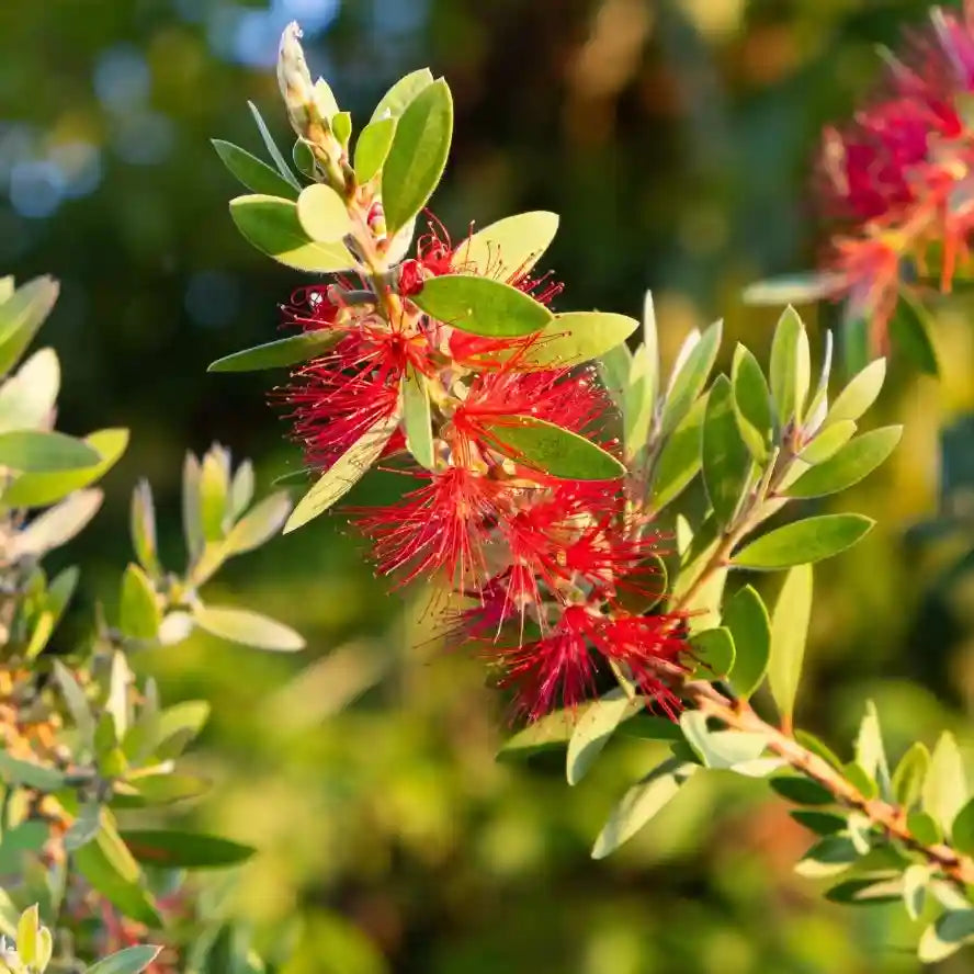 rince bouteille inferno (callistemon)