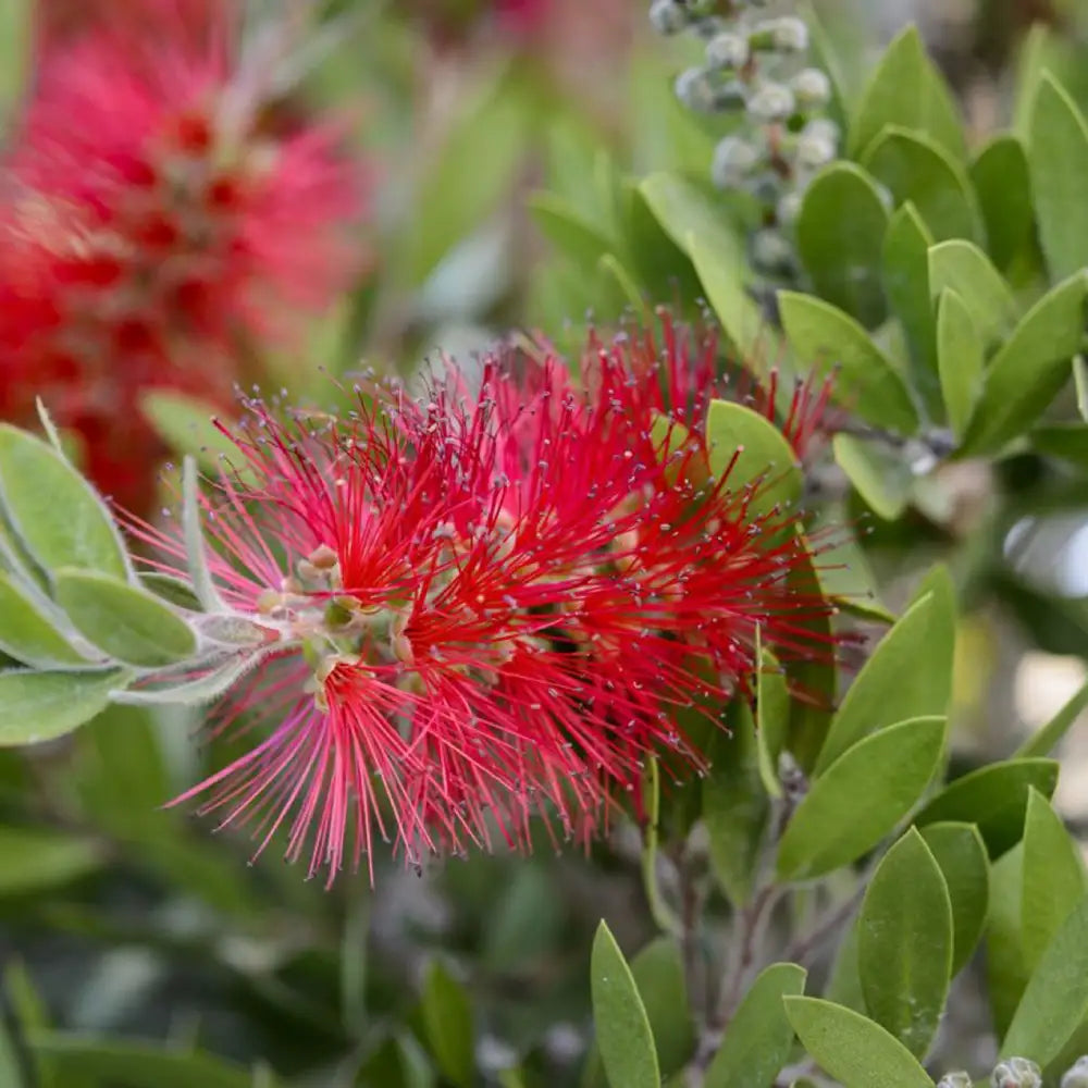 Rince Bouteille citrinus Splendens (Callistemon citrinus Splendens)