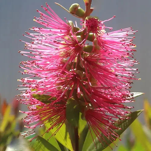 Rince Bouteille Hot pink® (Callistemon viminalis Hot pink®)
