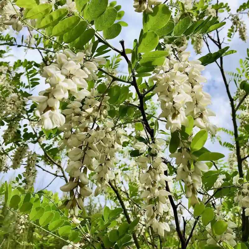 Robinier faux acacia "Frisia"