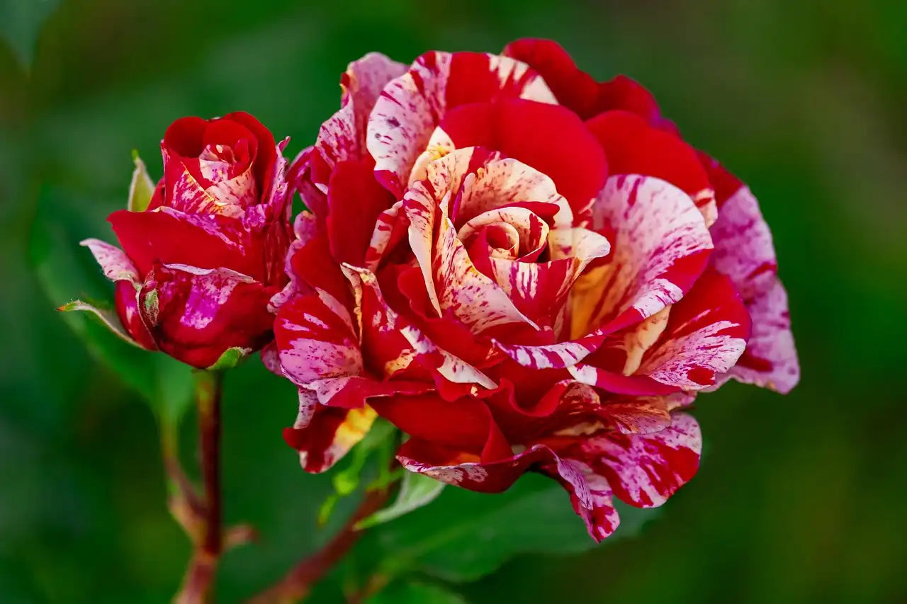 Fleur bigarrée rouge et jaune du rosier Brocéliande