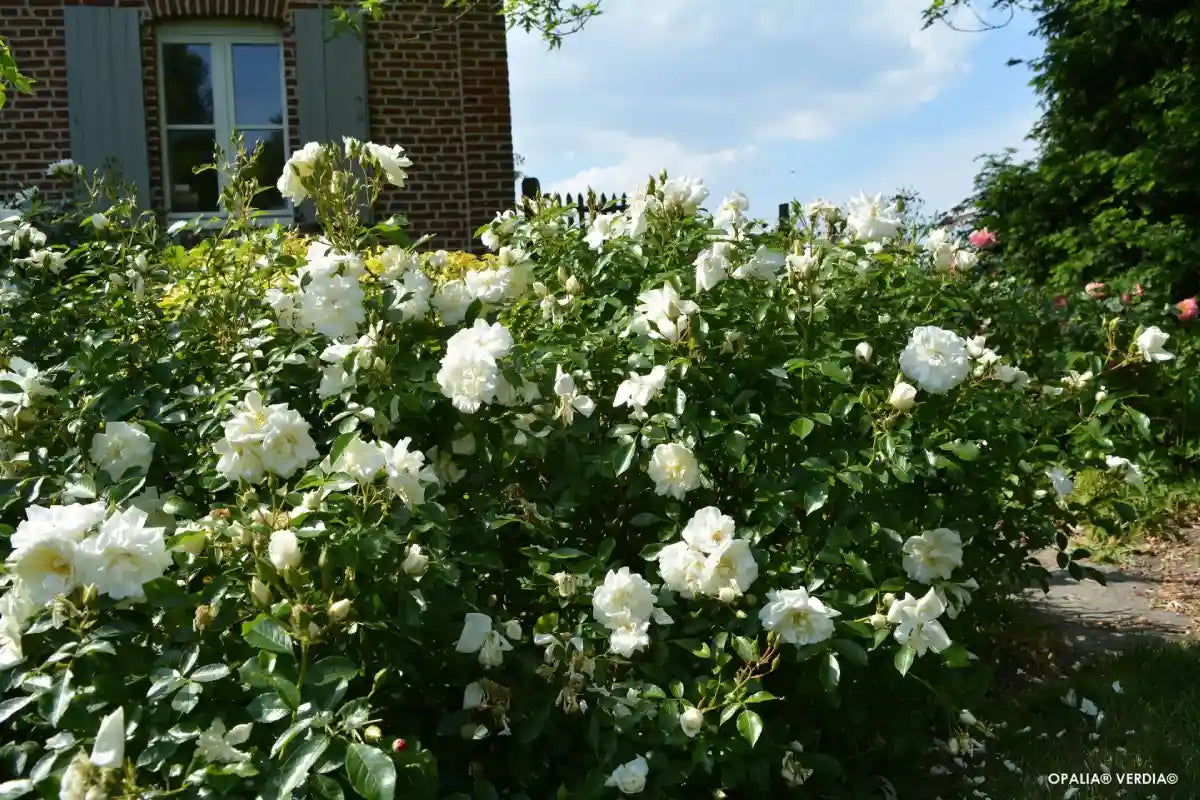 Rosier Opalia en buisson
