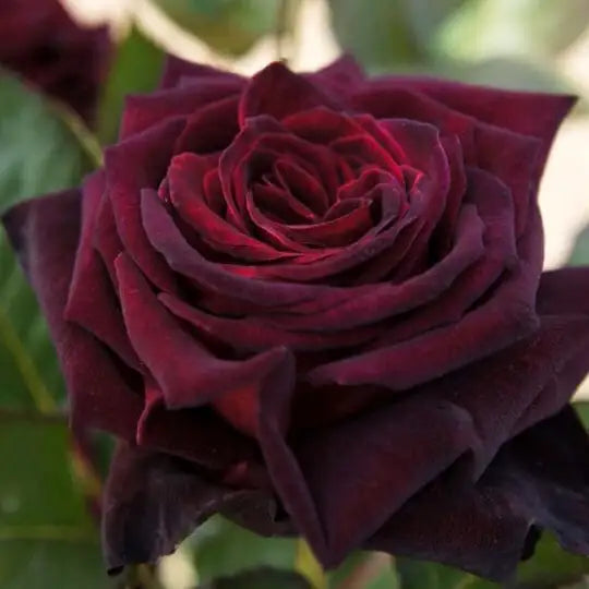 Rose noire "Back Baccara"