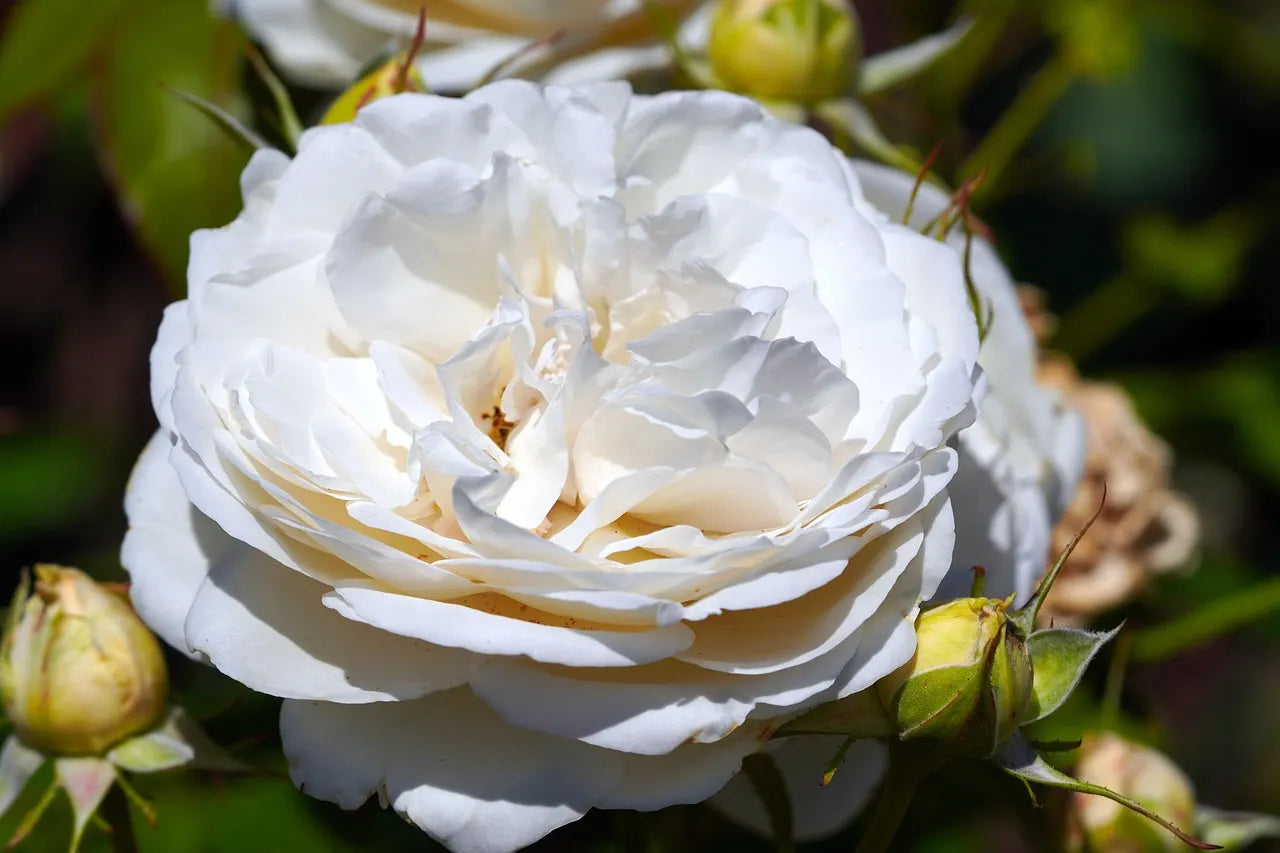 Fleur double blanche du rosier à grandes fleurs Pierre Arditi