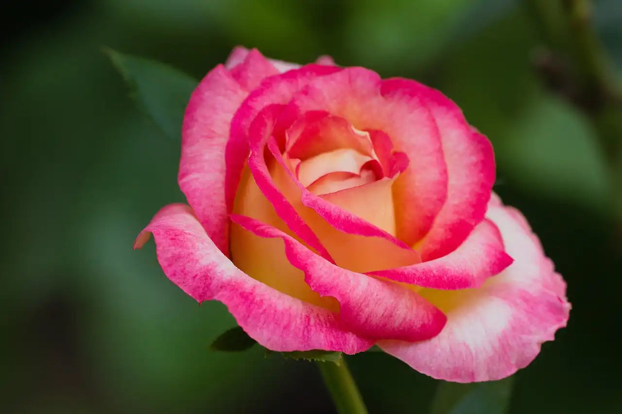 Fleurs du rosier Sweet Delight, coeur couleur crème et bords roses