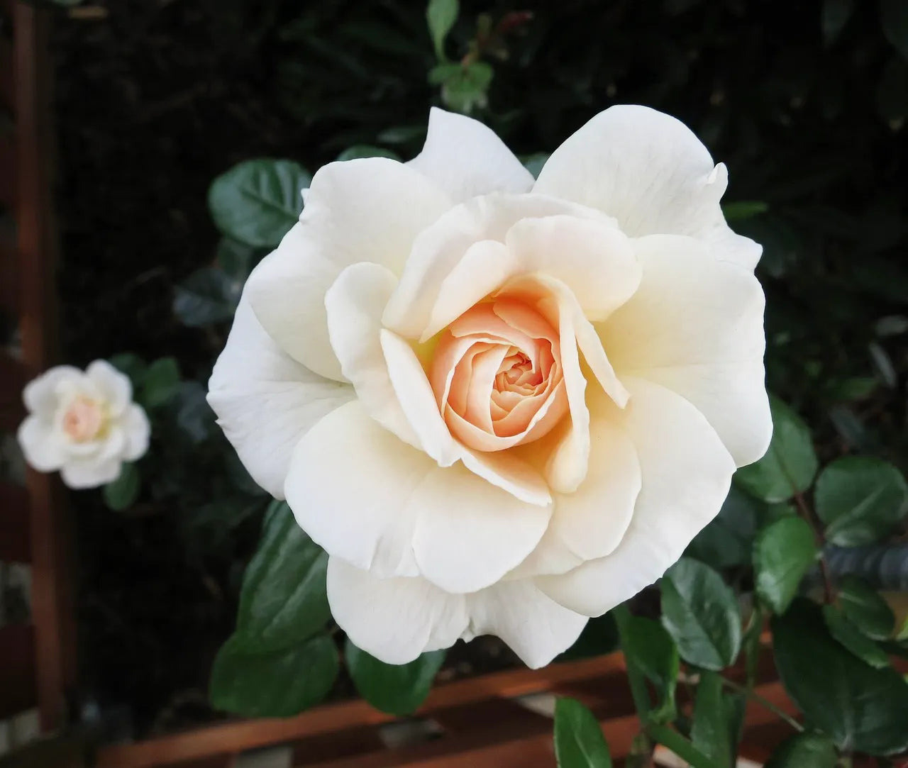 Fleur couleur crème du rosier à grandes fleurs Sweet Love