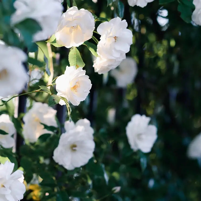 Rosier grimpant "Iceberg" à fleurs banches