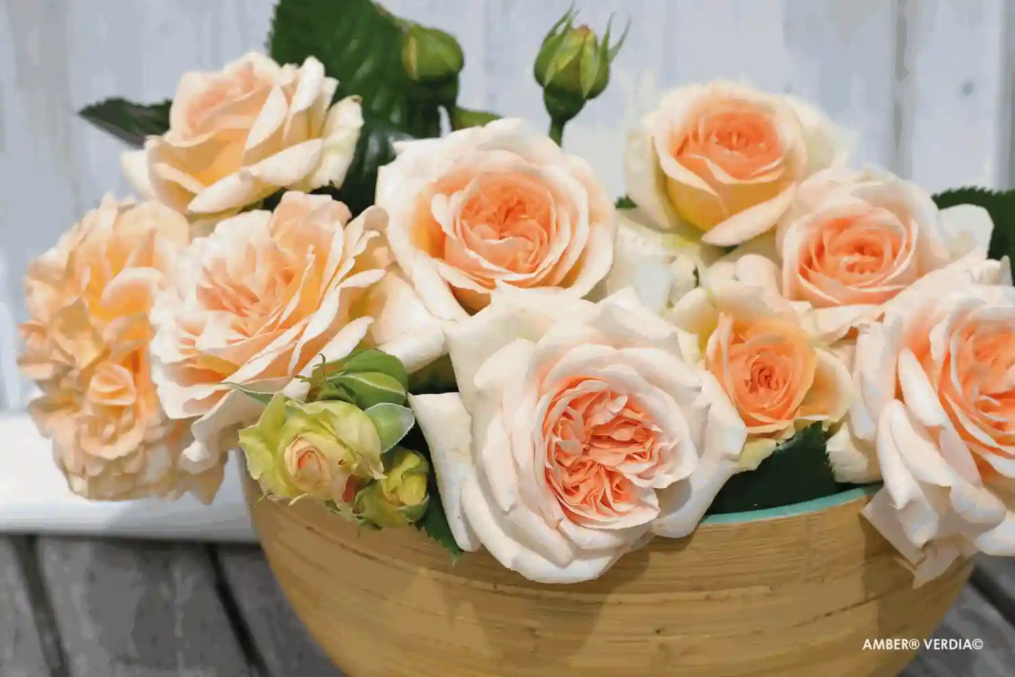 Bouquet de roses Voluptia "Amber"