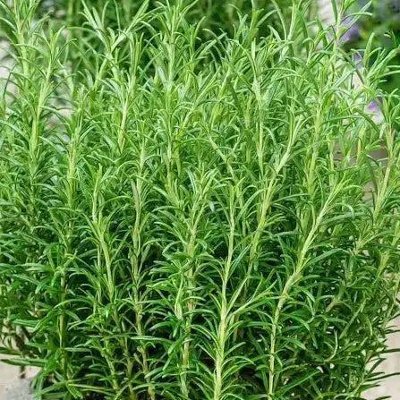 Romarin Boulé (Rosmarinus officinalis Boulé)