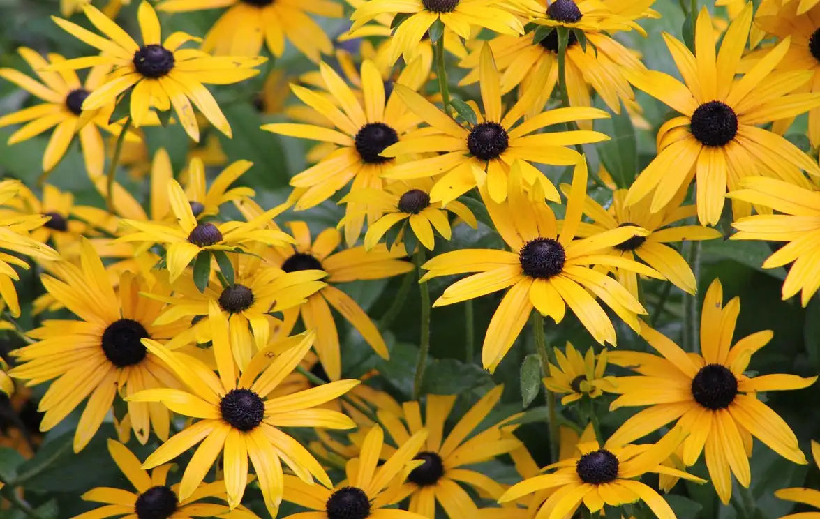 Fleurs jaunes du Rudbeckia Goldstrum