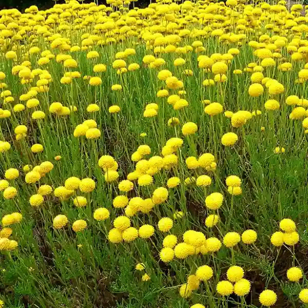 Fleurs jaunes de santoline virnes