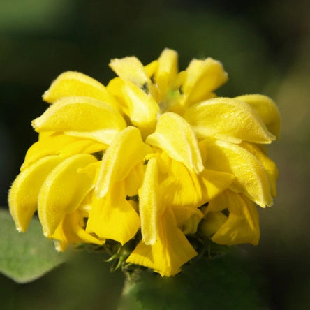 Sauge de Jérusalem (Phlomis fructicosa)