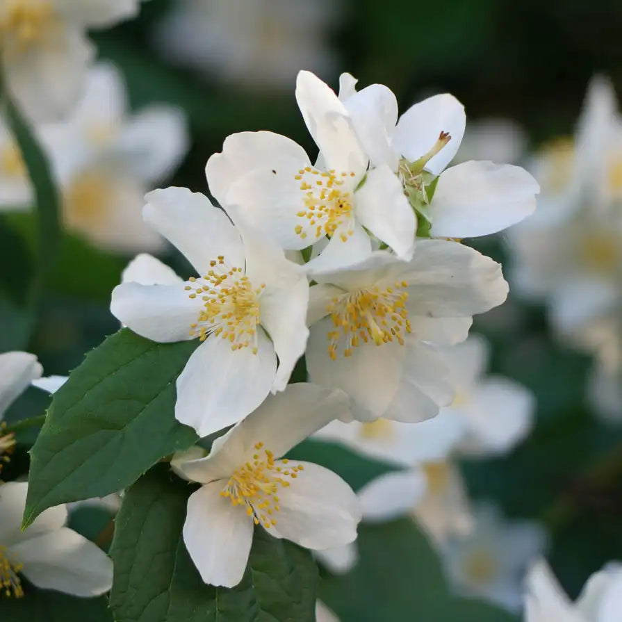 Seringat (Philadelphus coronarius)