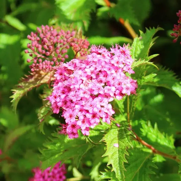 Spirée du Japon (spirea japonica) Crispa