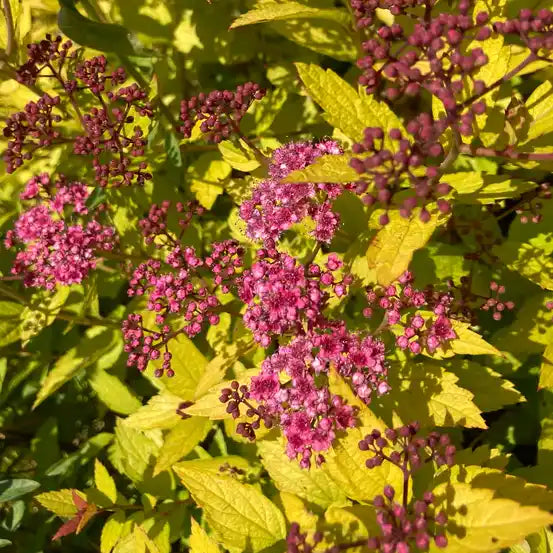 Spirée du Japon Golden princess (Spiraea japonica Golden princess)