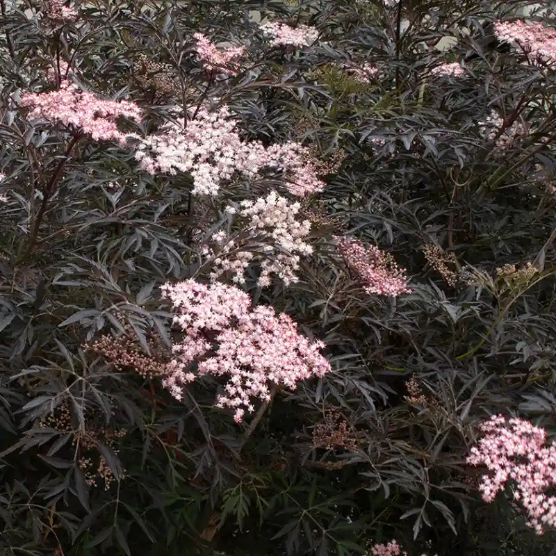 Sureau noir (Sambucus nigra) Back lace