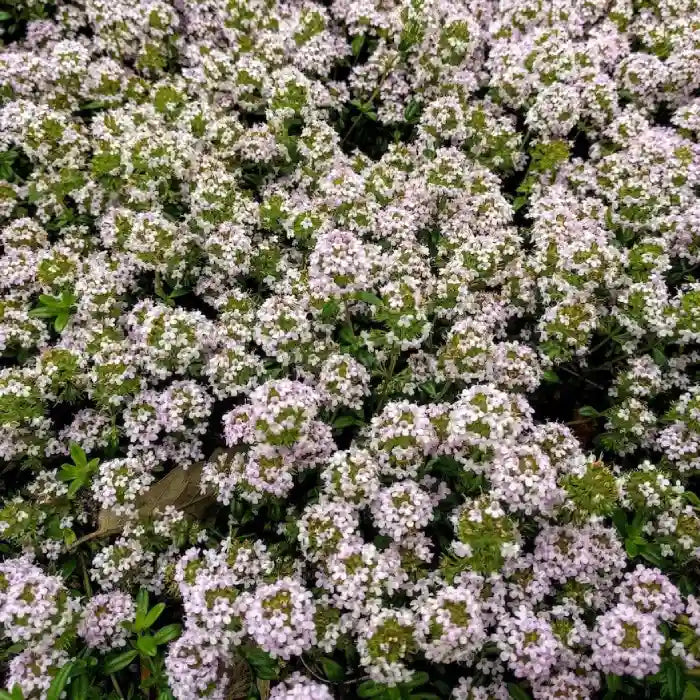 Fleurs blanches du thym Albiflorus