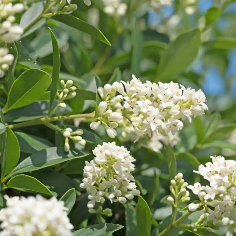 Troène du Japon Texanum (Ligustrum japonicum Texanum)