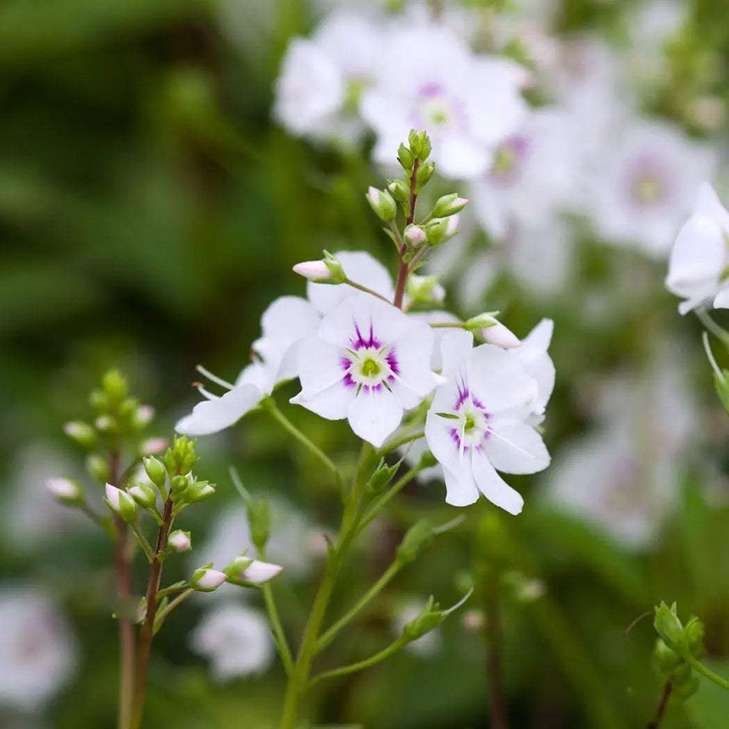 Véronique arbustive 'Avalanche' (Parahebe 'Avalanche')