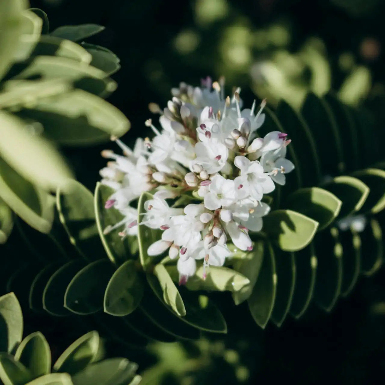 Véronique (Hebe) wiri Cloud