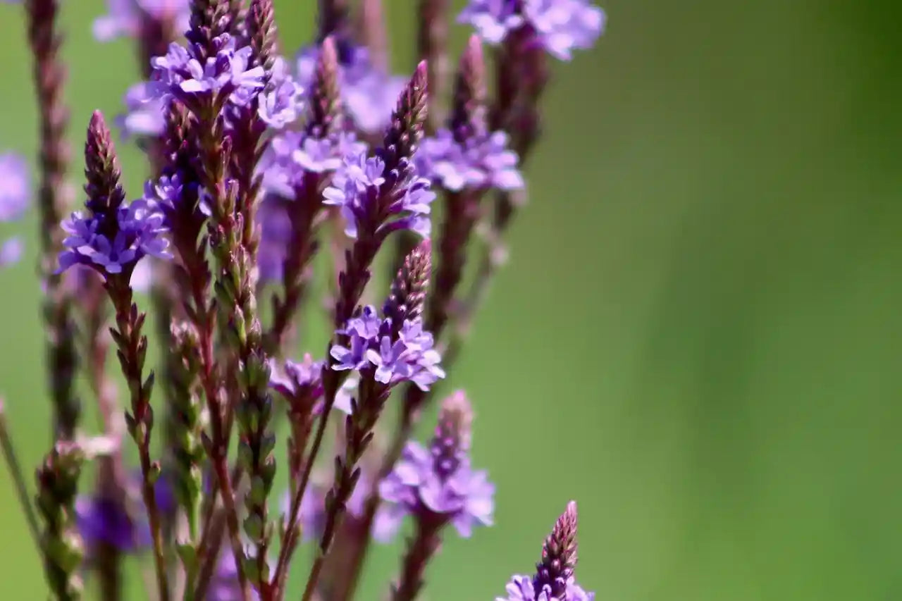 Fleur de la verveine (Verbana) Blue Spire