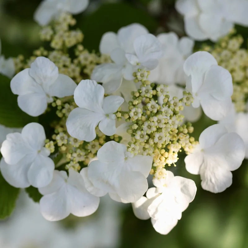 Viorne obier (viburnum opulus)