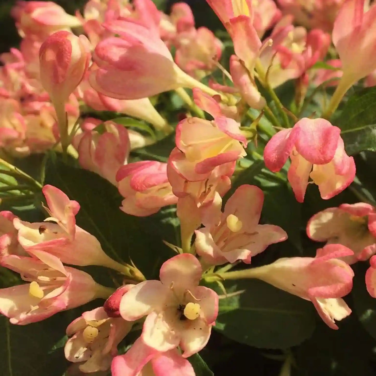 Weigélia All summer peach® (Weigela All summer peach®)