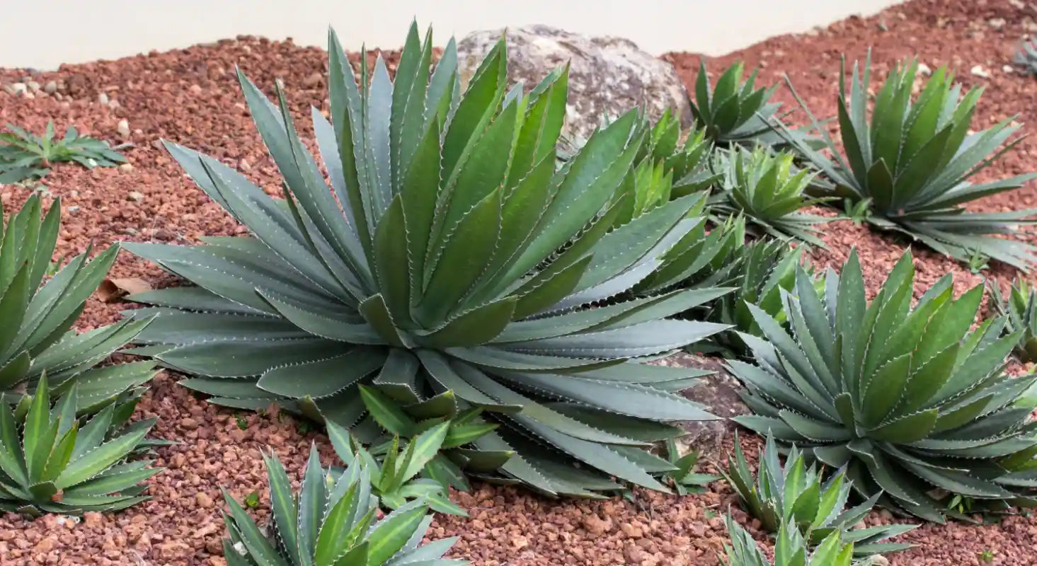 Agaves dans un massif
