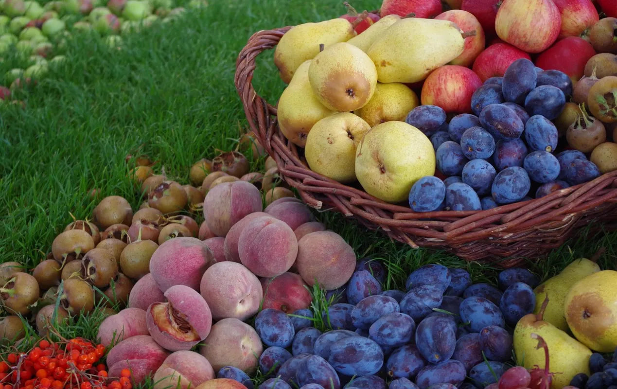 Récolte de fruits