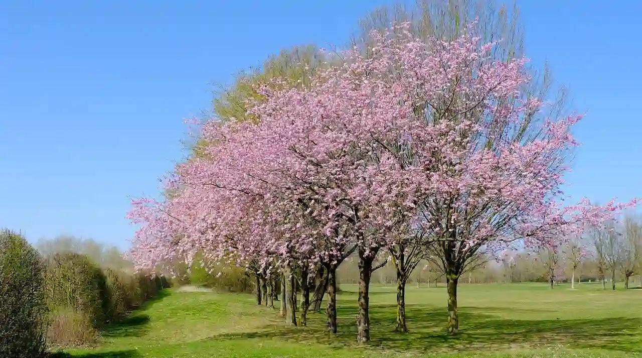 Arbres d'ornement en fleurs