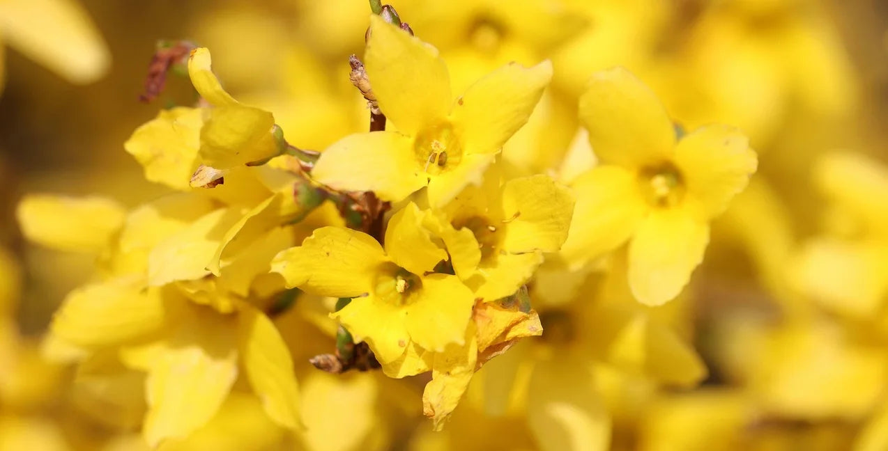 arbuste avec des fleurs jaunes