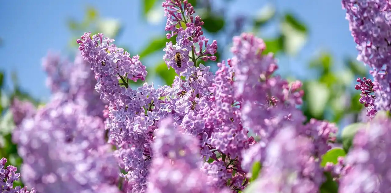 arbuste avec des fleurs violettes