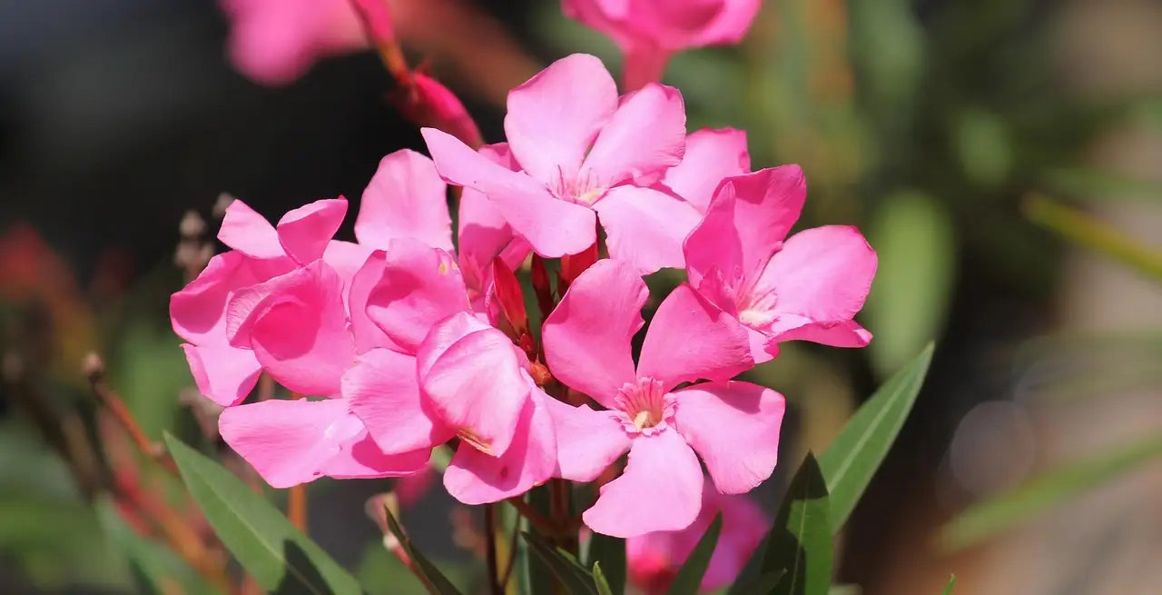 arbuste avec des fleurs roses