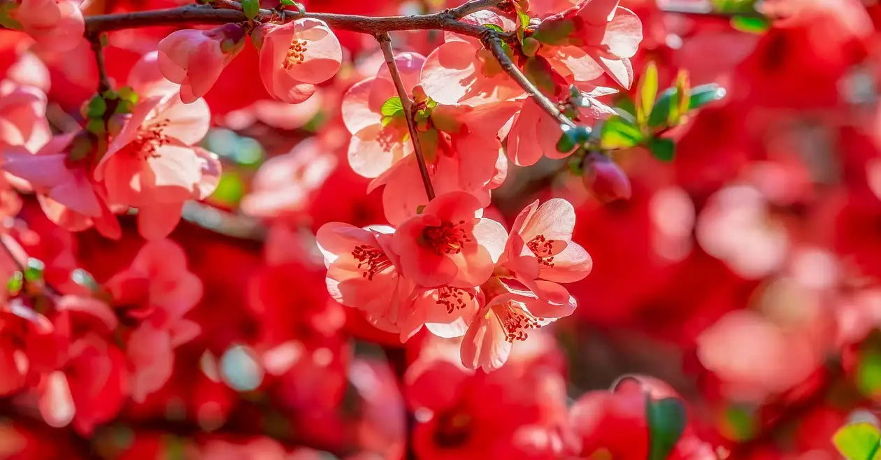 arbuste avec des fleurs rouges