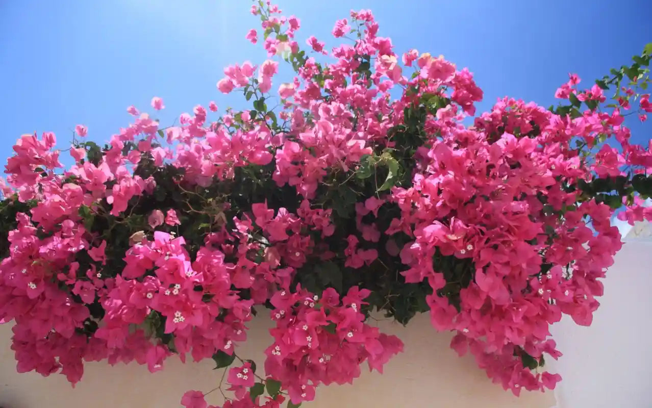 bougainvillier en fleurs (roses) sur un mur