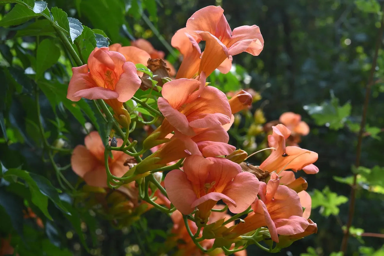 bignone en fleurs (rose orange)