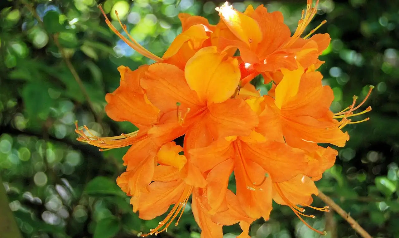 arbustes avec des fleurs oranges