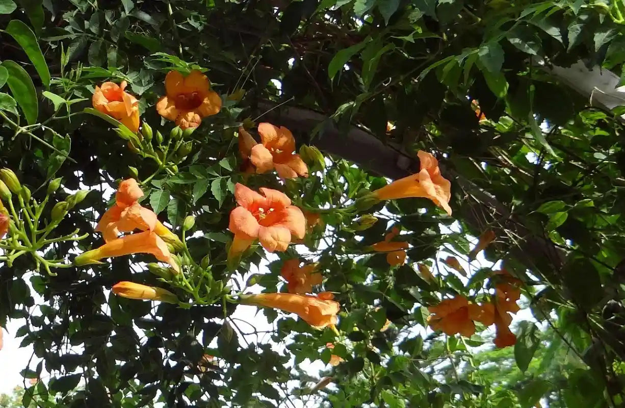 Fleurs orangées de bignones
