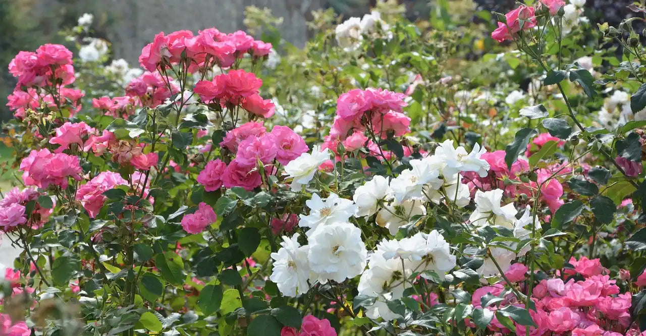 Massif de rosiers Verdia