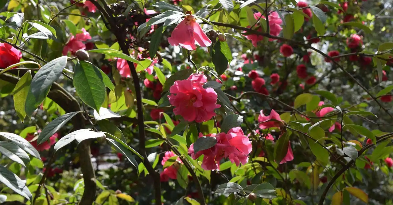 Camélia à fleurs roses