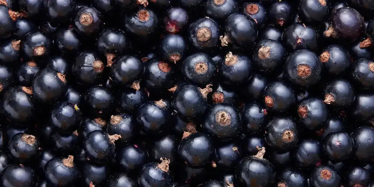belle récolte de cassis