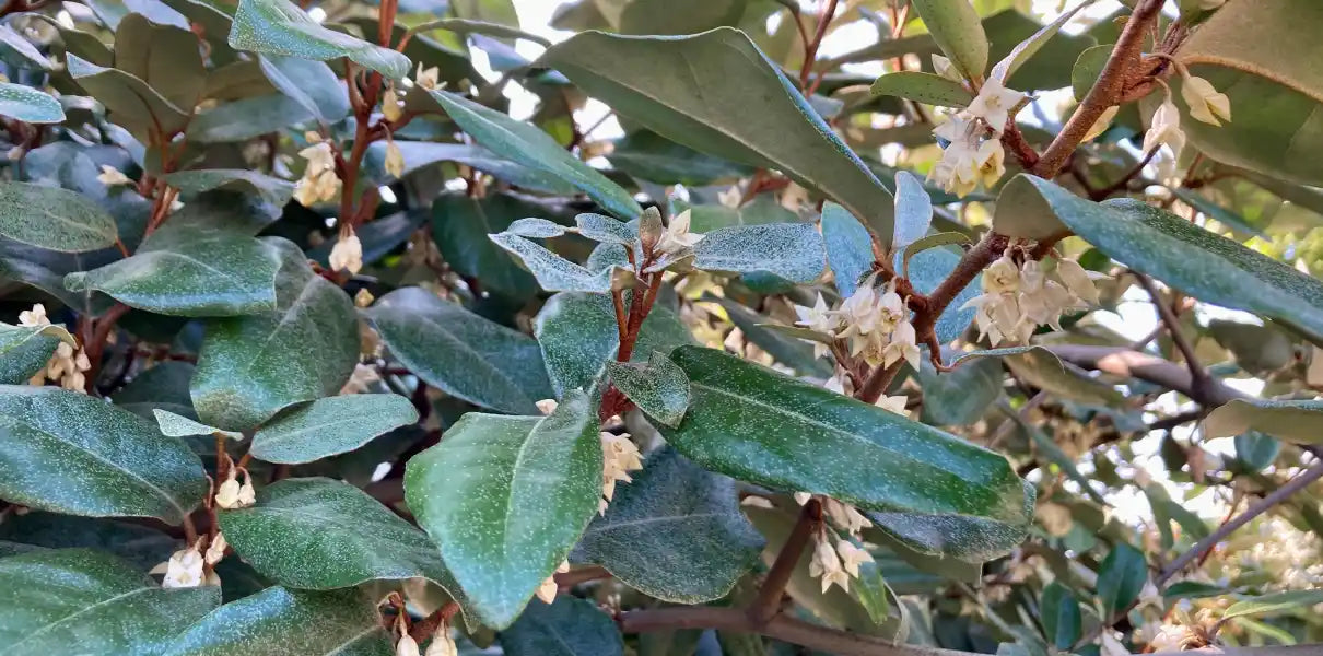 Haie persistante de chalefs (Elaeagnus)