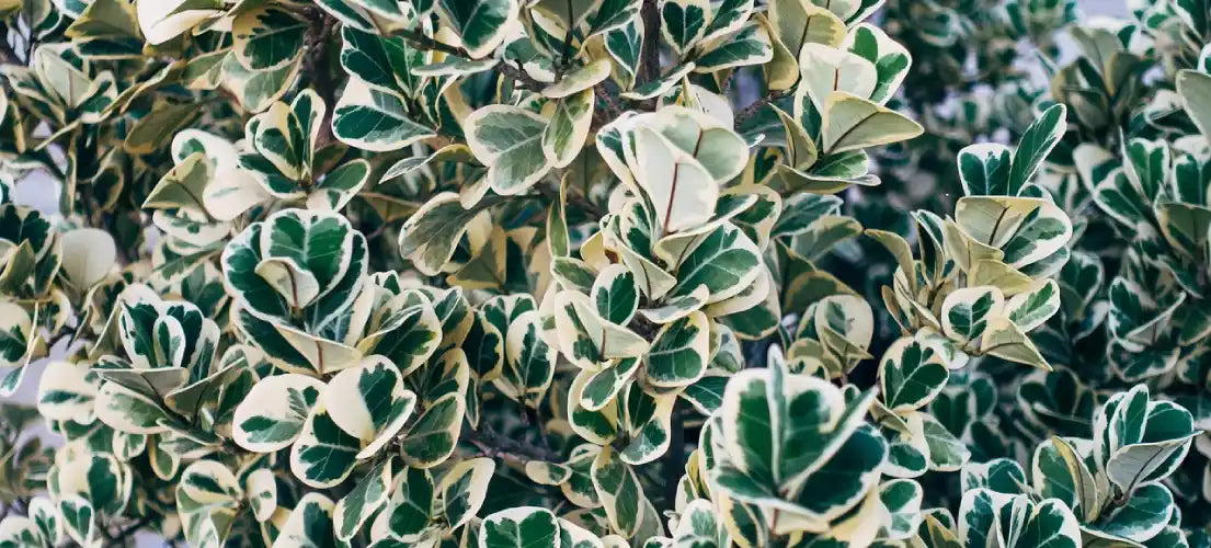 Haie de fusains (euonymus) à feuillage panaché