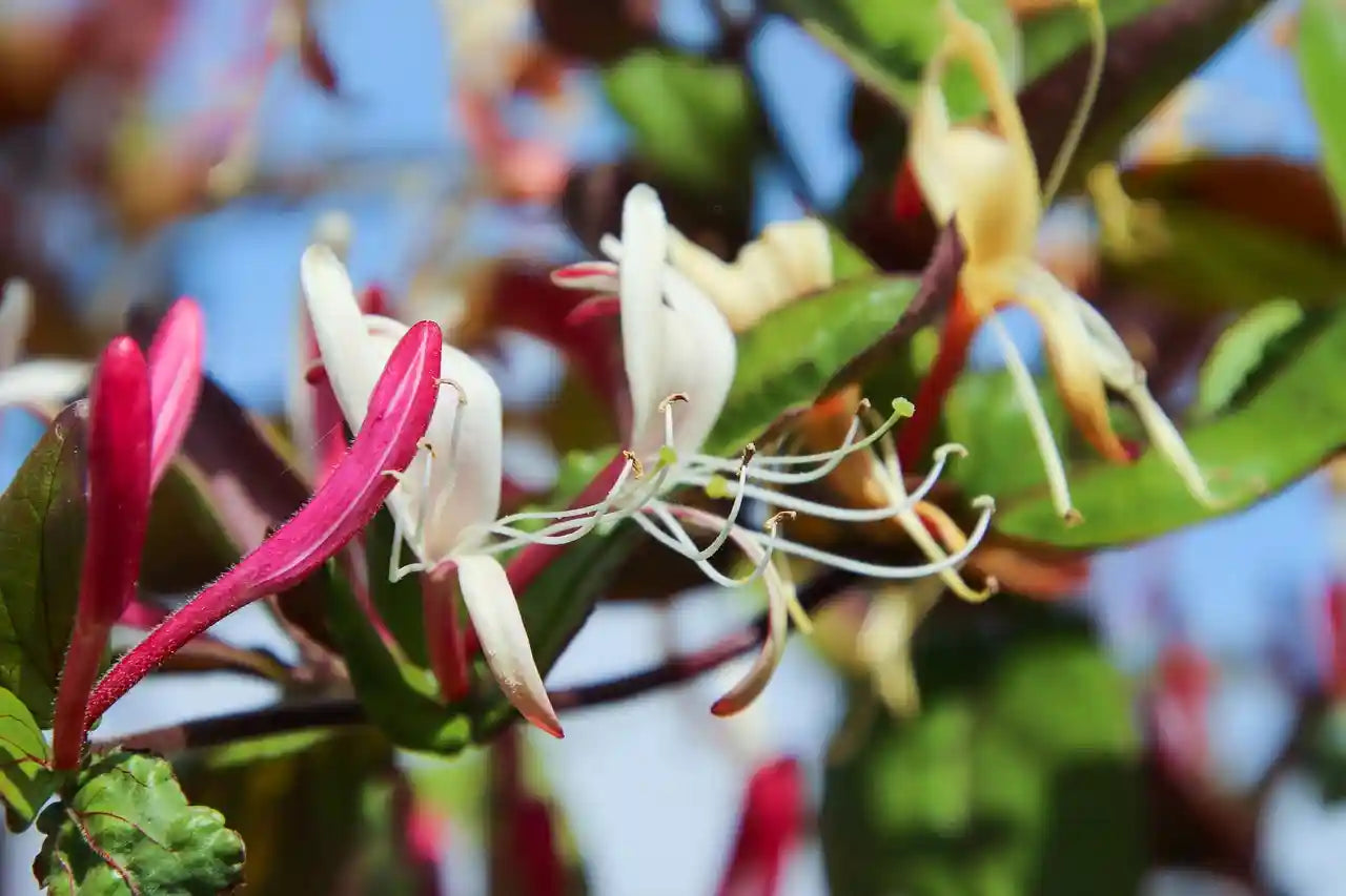 fleurs d'un chèvrefeuille grimpant