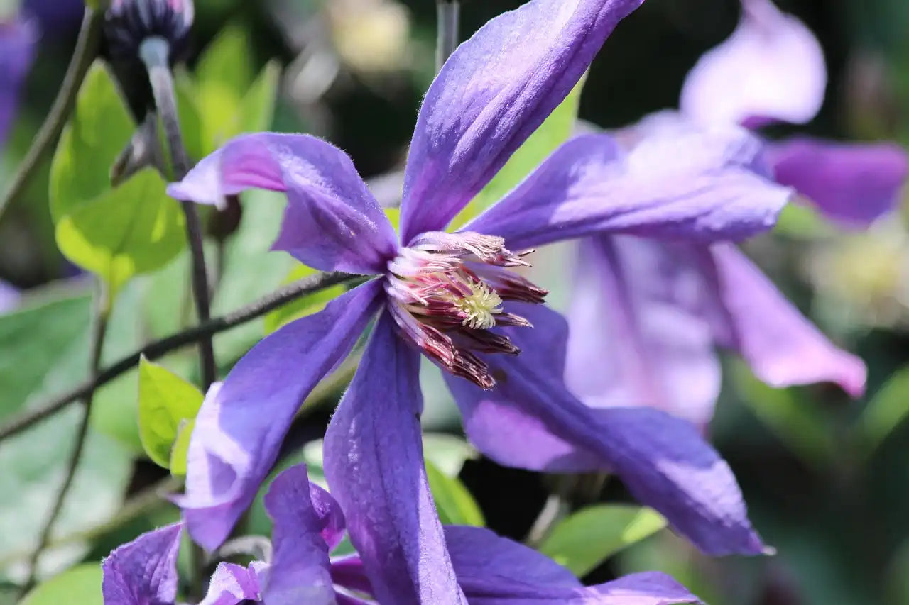 Clématite bleue en fleurs
