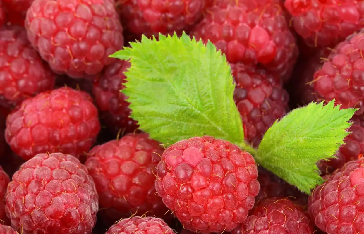 Framboises fraîchement cueillies